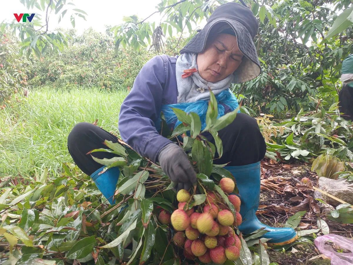 Vải chín sớm Phương Nam được mùa - Ảnh 1. Vải chín sớm Phương Nam được mùa - Ảnh 1.