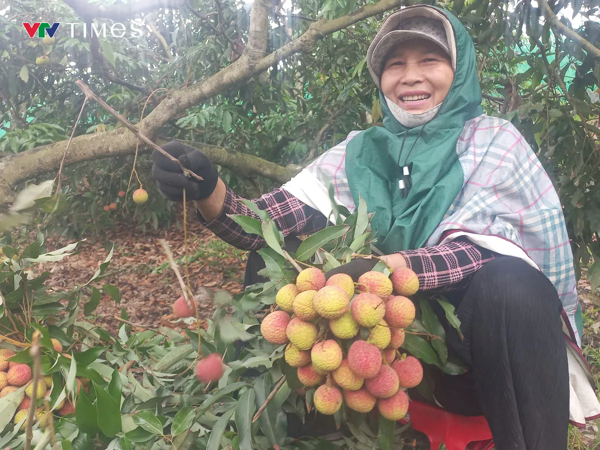 Vải chín sớm Phương Nam được mùa - Ảnh 3. Vải chín sớm Phương Nam được mùa - Ảnh 3.