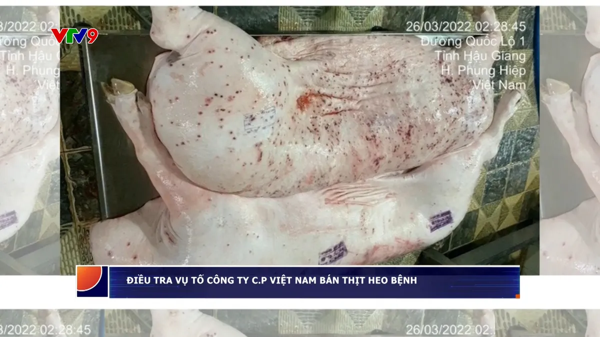 Điều tra vụ tố công ty C.P Việt Nam bán thịt heo bệnh Điều tra vụ tố công ty C.P Việt Nam bán thịt heo bệnh
