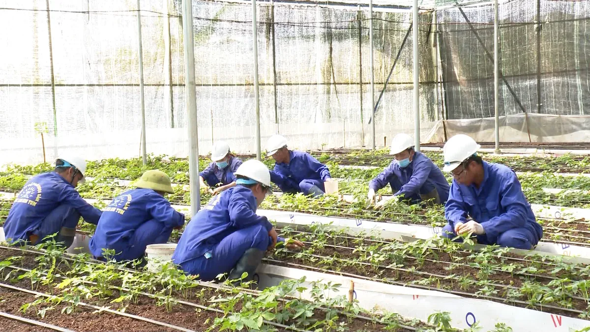 Kon Tum: Lo ngại hợp pháp hóa sâm trôi nổi - Ảnh 1.