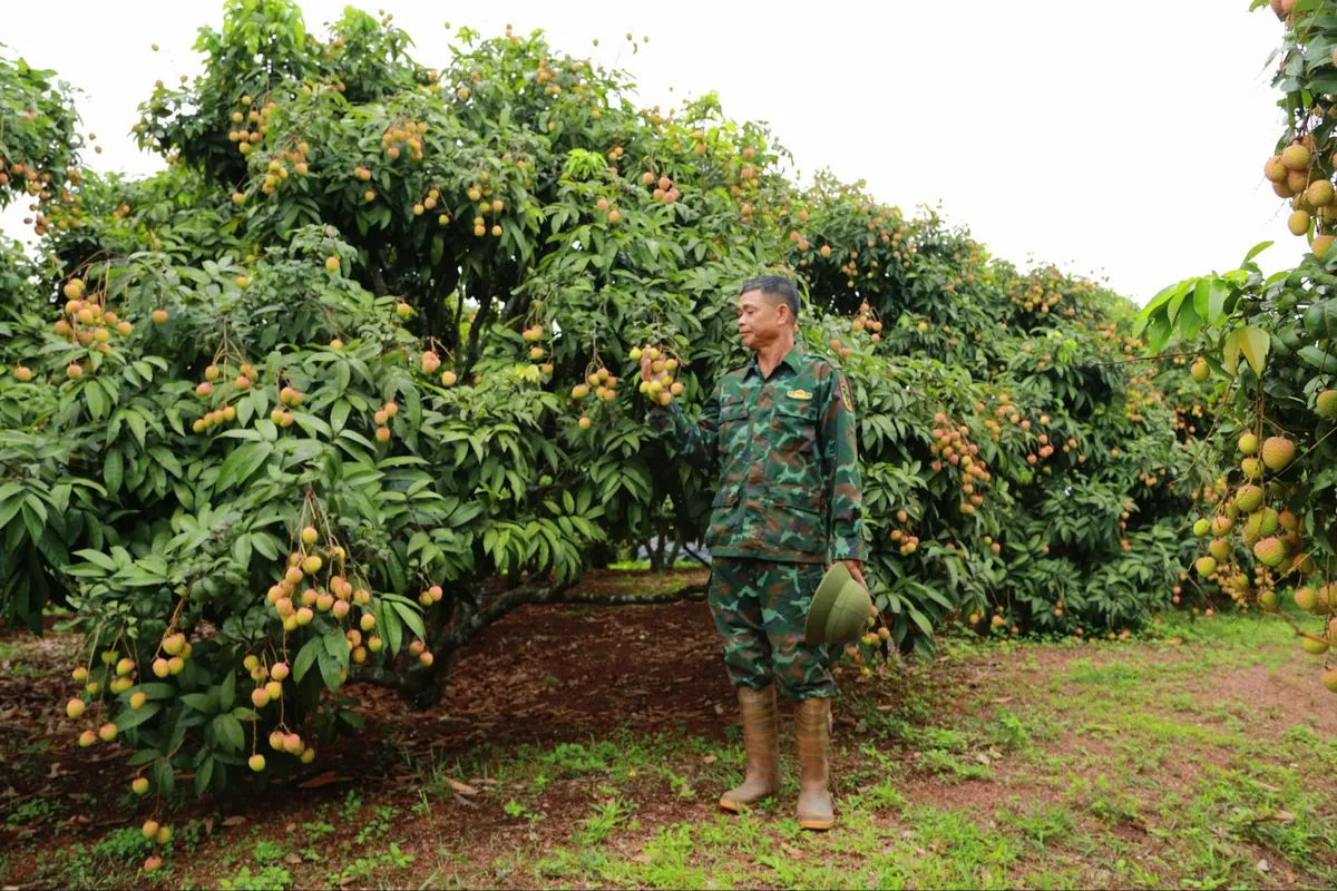 Chưa vào chính vụ, vải thiều đã lo “được mùa nhưng mất giá” - Ảnh 4.