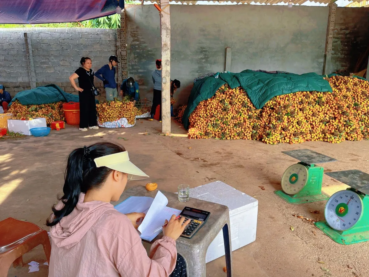 Chưa vào chính vụ, vải thiều đã lo “được mùa nhưng mất giá” - Ảnh 1.