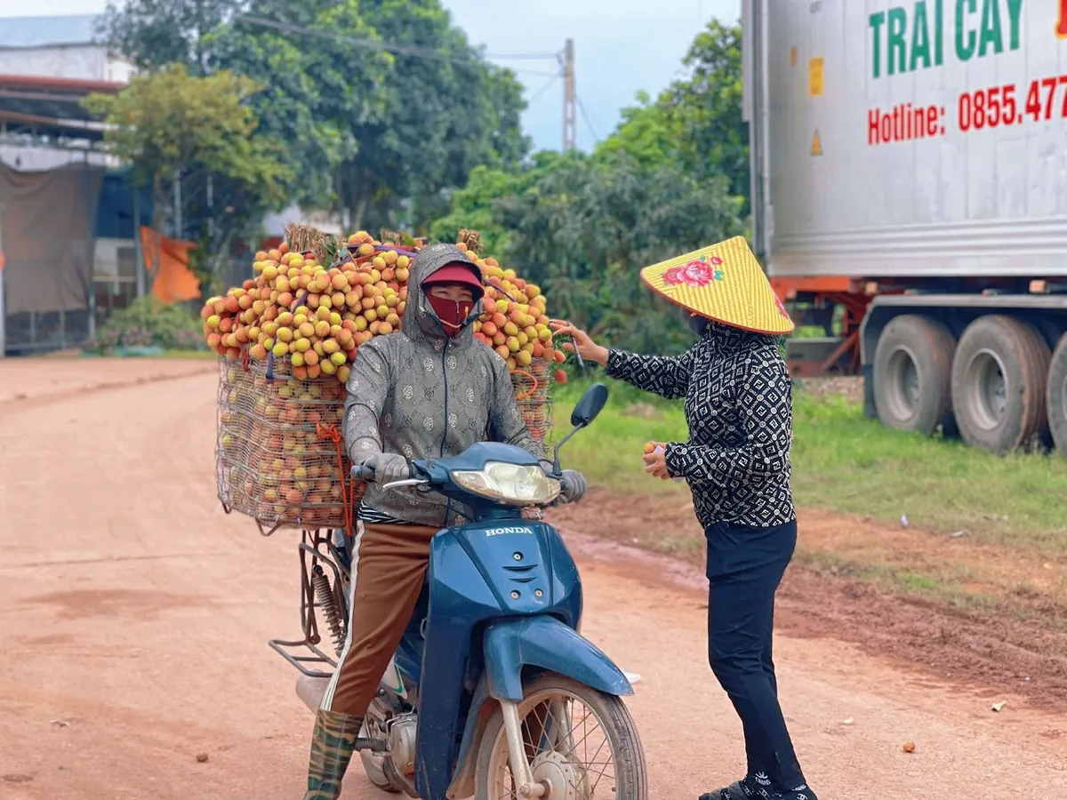 Chưa vào chính vụ, vải thiều đã lo “được mùa nhưng mất giá” - Ảnh 3.