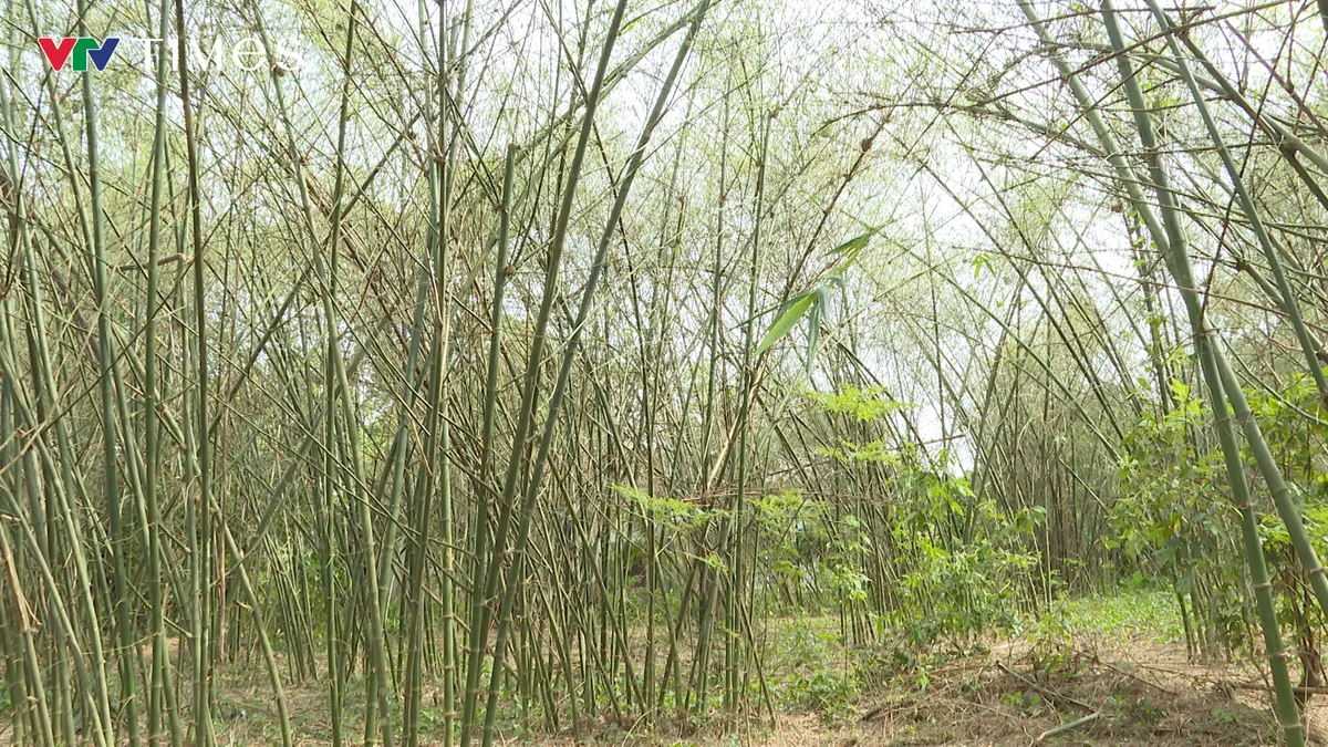 Tìm phương án xử lý nạn châu chấu phá hoại mùa màng tại Quảng Bình - Ảnh 1.