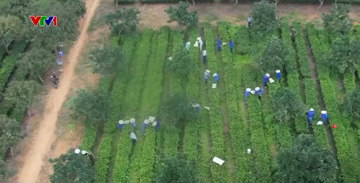 70% người dùng ma túy là thanh niên, học sinh, sinh viên - Ảnh 9.