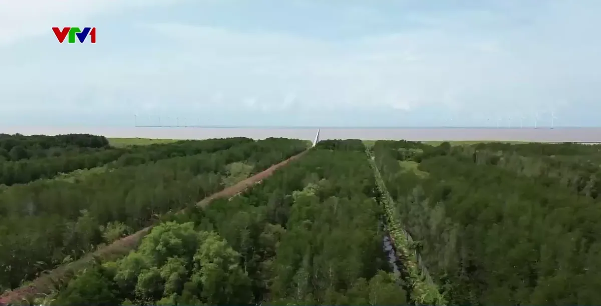 Cần xử l&yacute; vi phạm h&agrave;nh lang bảo vệ đ&ecirc; biển Đ&ocirc;ng - Ảnh 3.