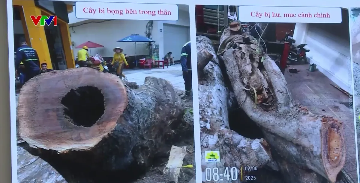 Khoảng 8.000 cây xanh cổ thụ ở TP Hồ Chí Minh có nguy cơ gãy đổ - Ảnh 1.