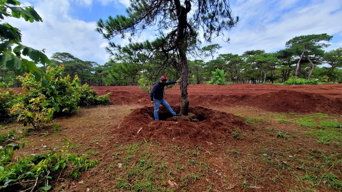 Gia Lai: Khẩn trương xác định nguồn gốc hai cây thông bonsai cổ thụ vận chuyển trái phép - Ảnh 2.