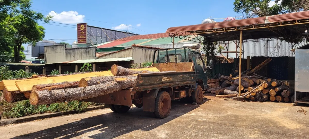 Gia Lai: Khẩn trương xác định nguồn gốc hai cây thông bonsai cổ thụ vận chuyển trái phép - Ảnh 5.