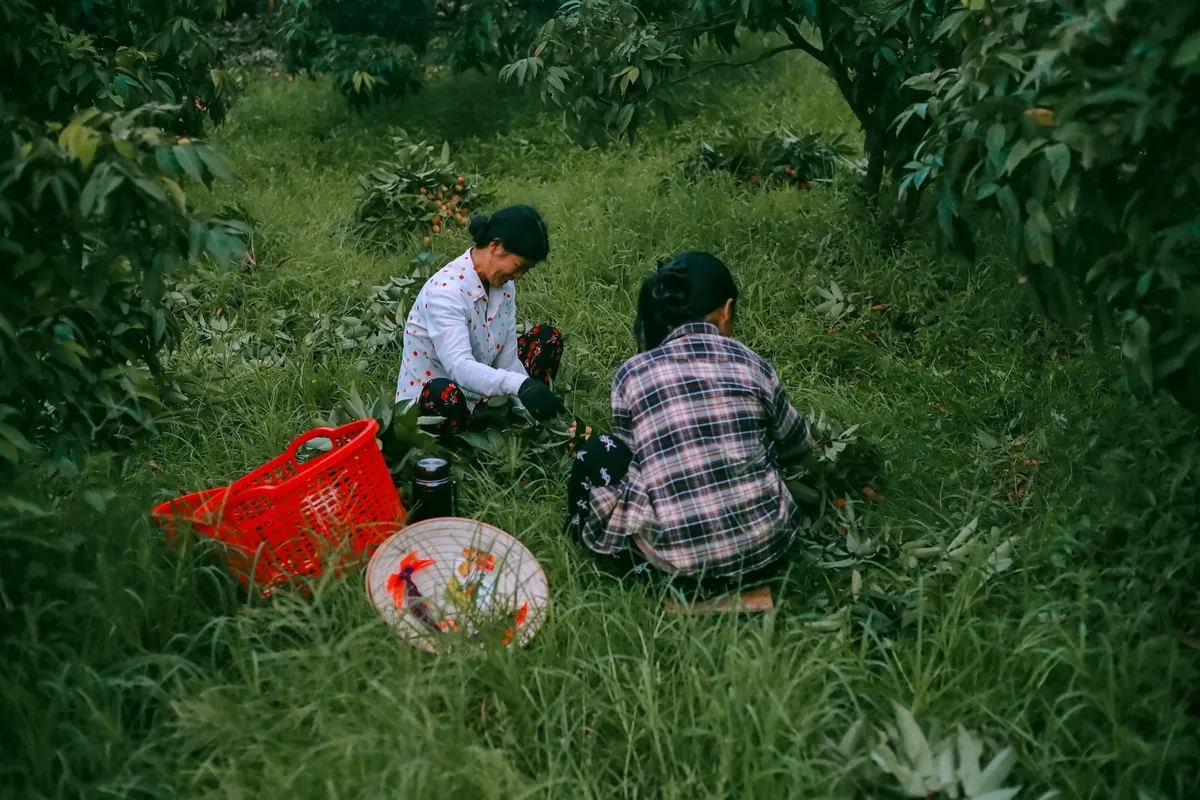 Cảm nhận niềm vui lao động qua bộ ảnh người dân thu hoạch vải - Ảnh 11.