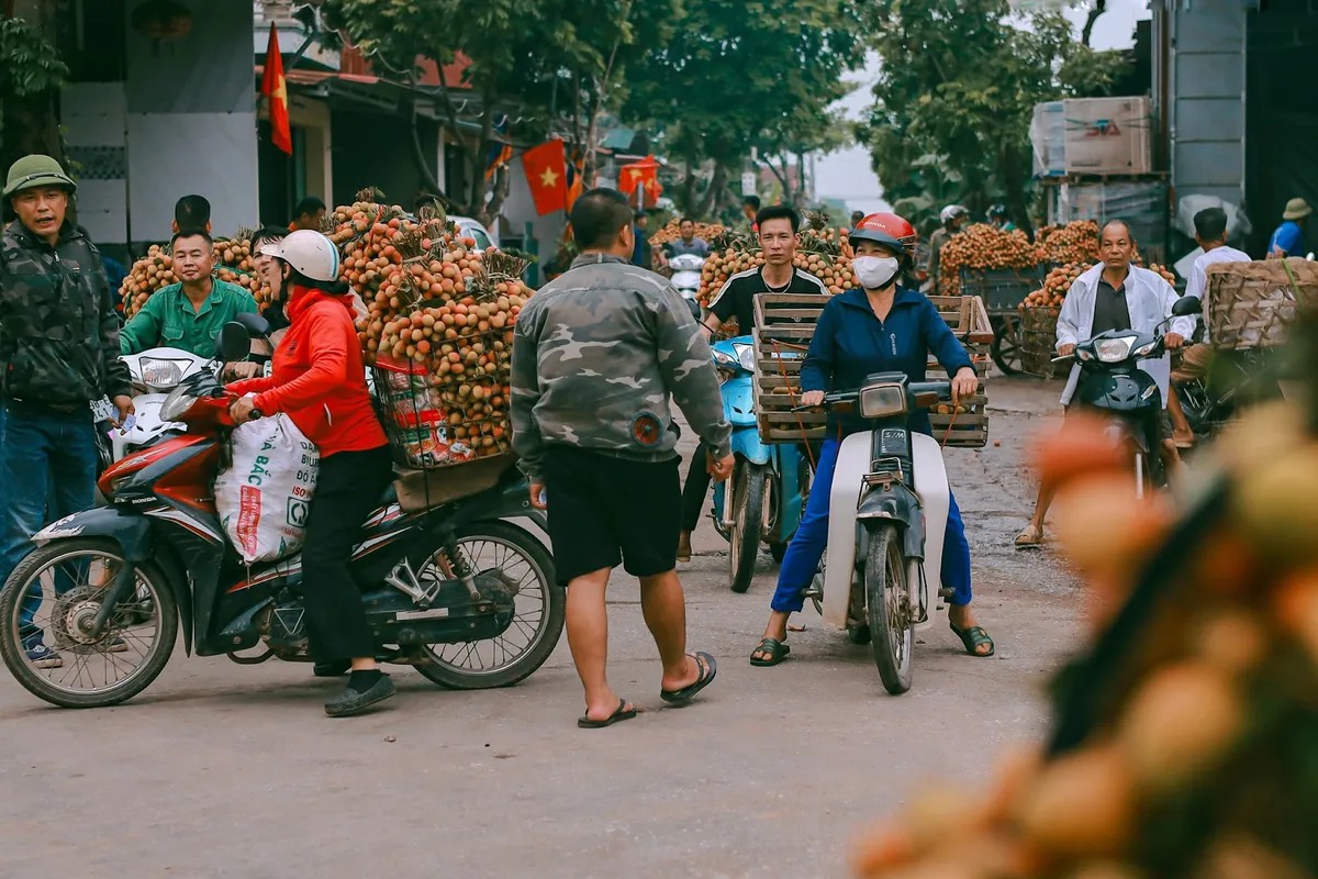 Cảm nhận niềm vui lao động qua bộ ảnh người dân thu hoạch vải - Ảnh 4.