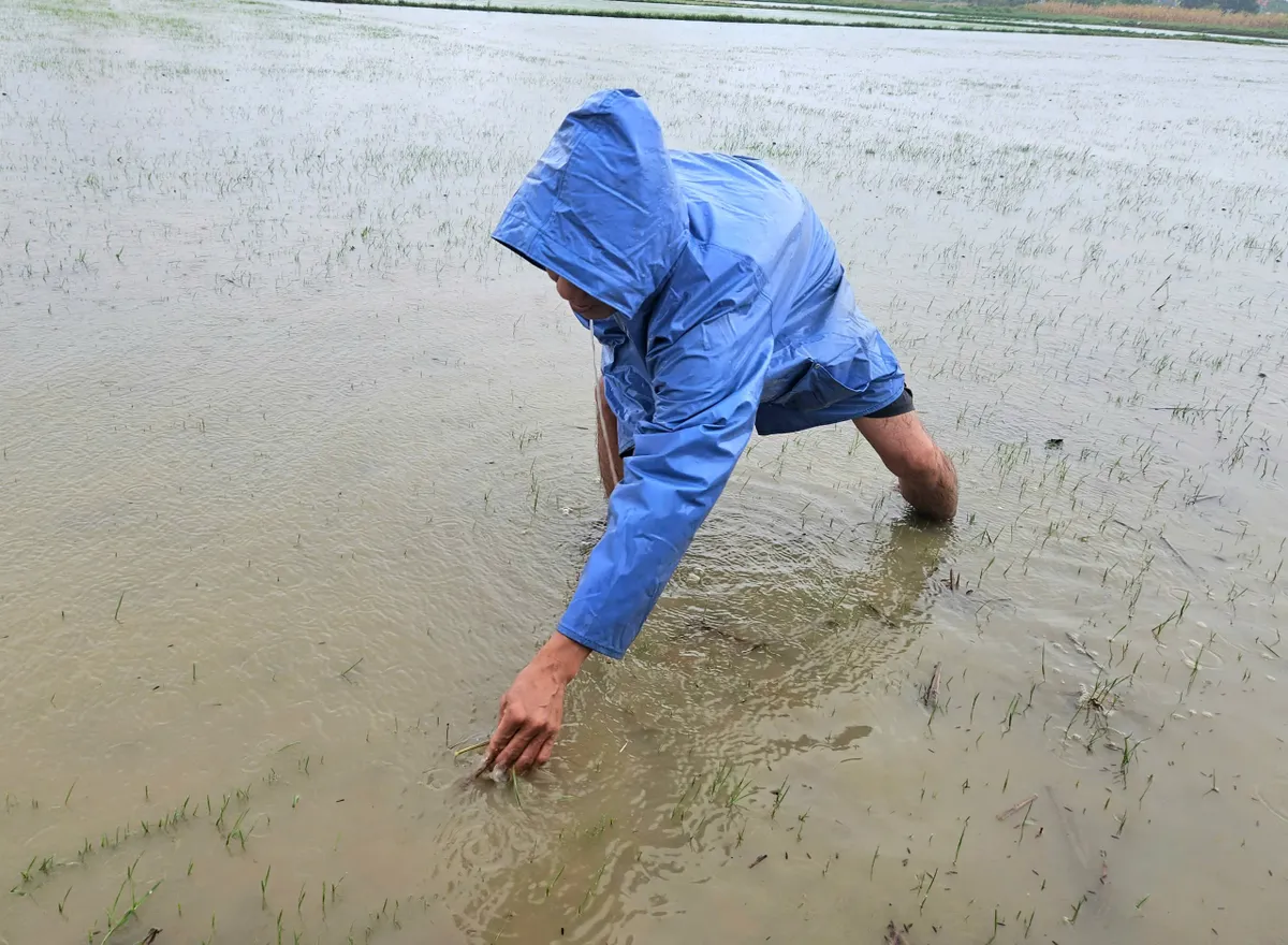 Quảng Bình: Hơn 7.400 ha lúa bị ngập do mưa lớn, nhiều khu vực bị chia cắt - Ảnh 2.