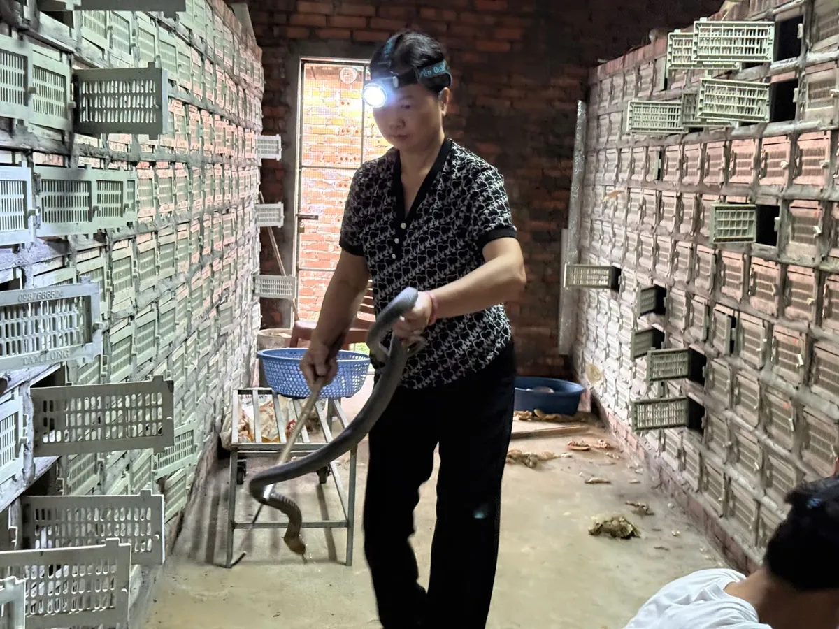 Phú Thọ: Người dân tất bật thu hoạch trắng rắn hổ mang phì - Ảnh 1.