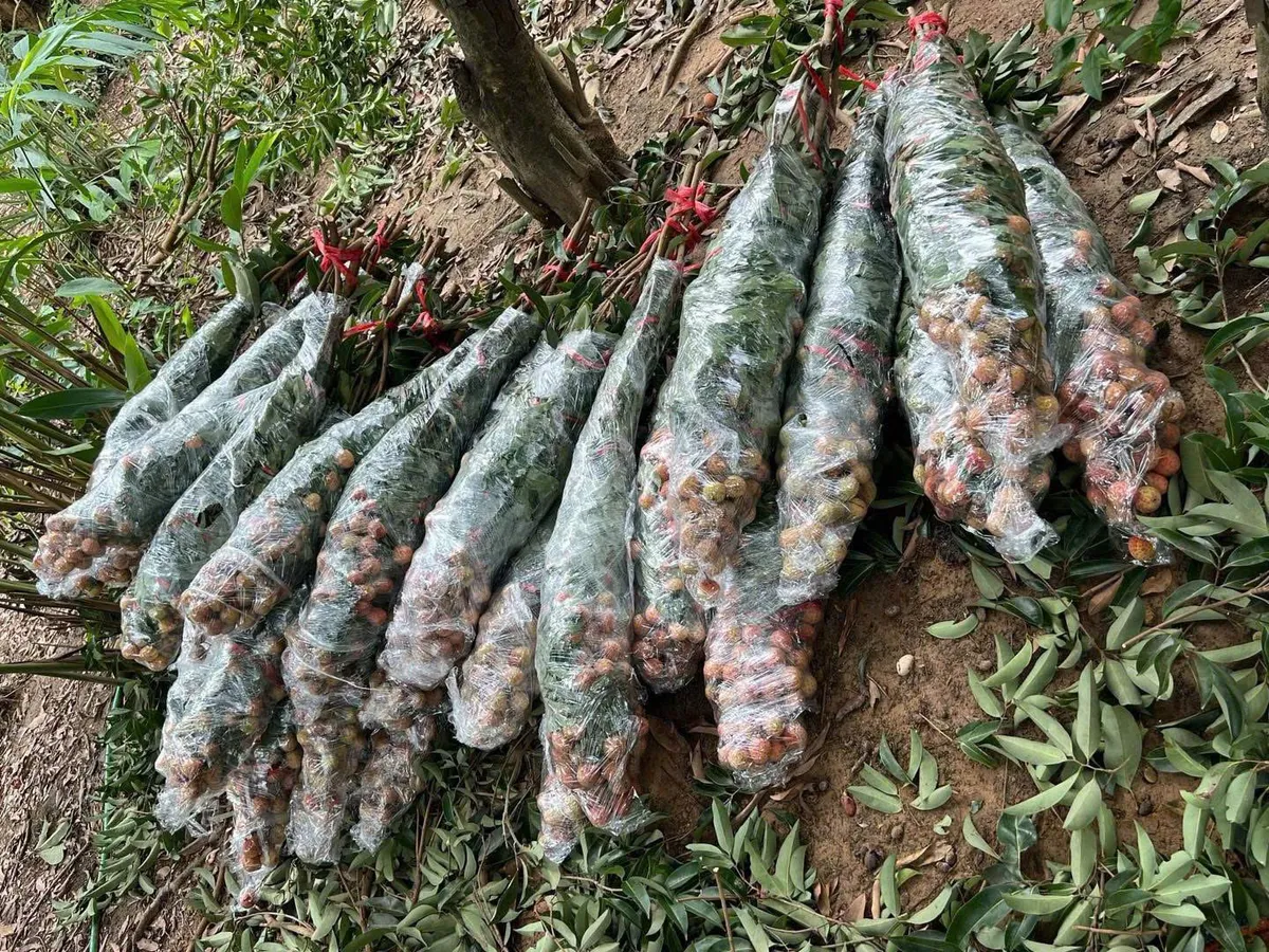 Độc đáo trào lưu cắm cành vải thành hoa - Ảnh 2.
