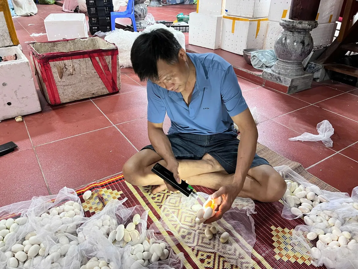 Phú Thọ: Người dân tất bật thu hoạch trắng rắn hổ mang phì - Ảnh 3.