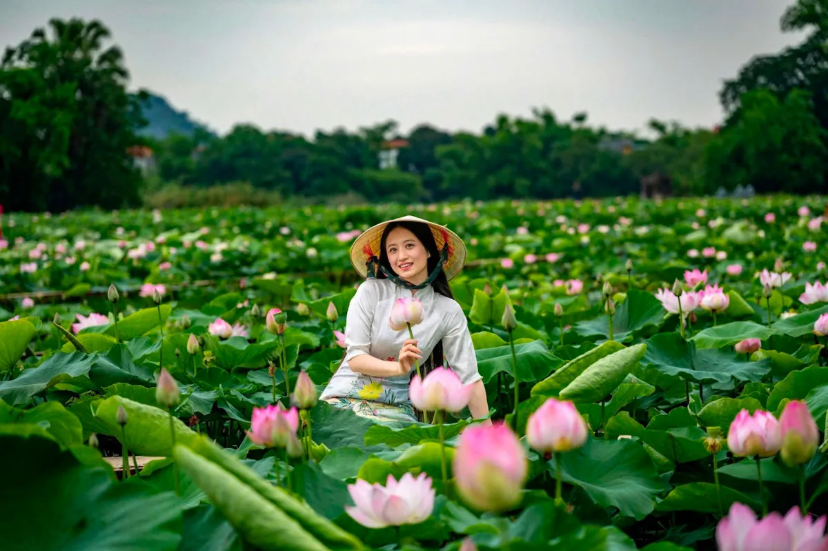 Hoa sen ở Hang Múa vào mùa đẹp nhất trong năm - Ảnh 2.