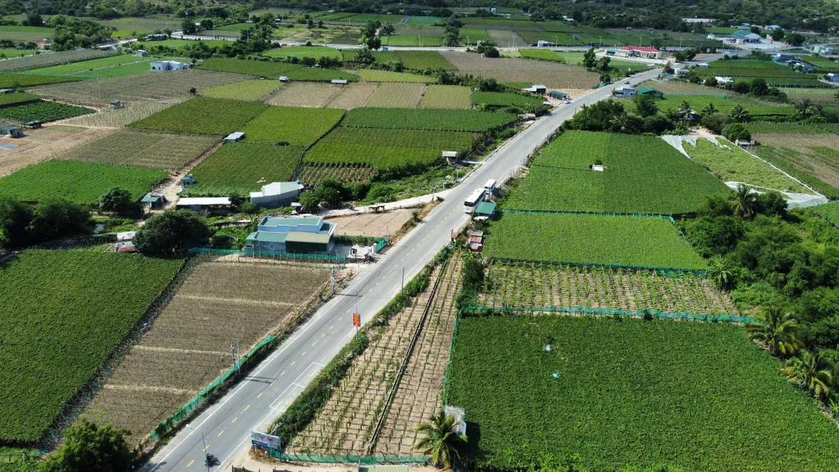 Nơi nắng gió gửi trao những mùa quả ngọt - Ảnh 6.