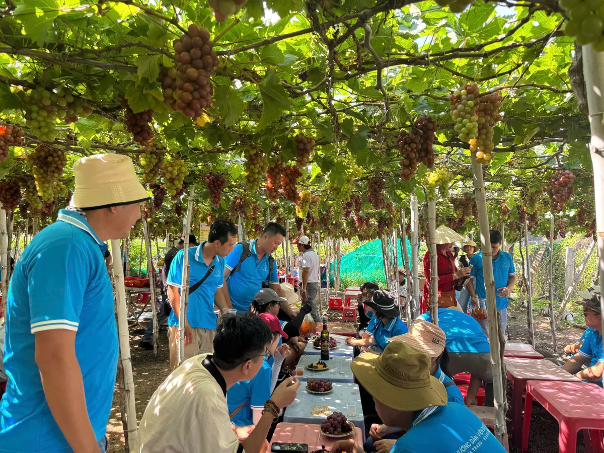 Nơi nắng gió gửi trao những mùa quả ngọt - Ảnh 3.