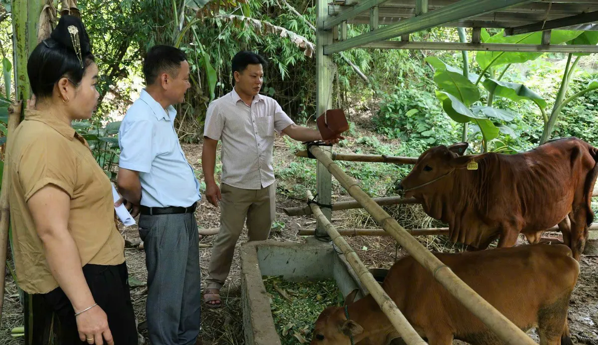Yên Châu (Sơn La): Bừng sáng bản làng nhờ các chính sách thiết thực với đồng bào dân tộc thiểu số - Ảnh 2. Yên Châu (Sơn La): Bừng sáng bản làng nhờ các chính sách thiết thực với đồng bào dân tộc thiểu số - Ảnh 2.