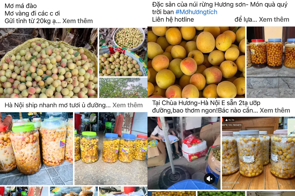 Mơ vàng vào mùa, dân Hà Thành “xếp hàng” chờ mua - Ảnh 4. Mơ vàng vào mùa, dân Hà Thành “xếp hàng” chờ mua - Ảnh 4.