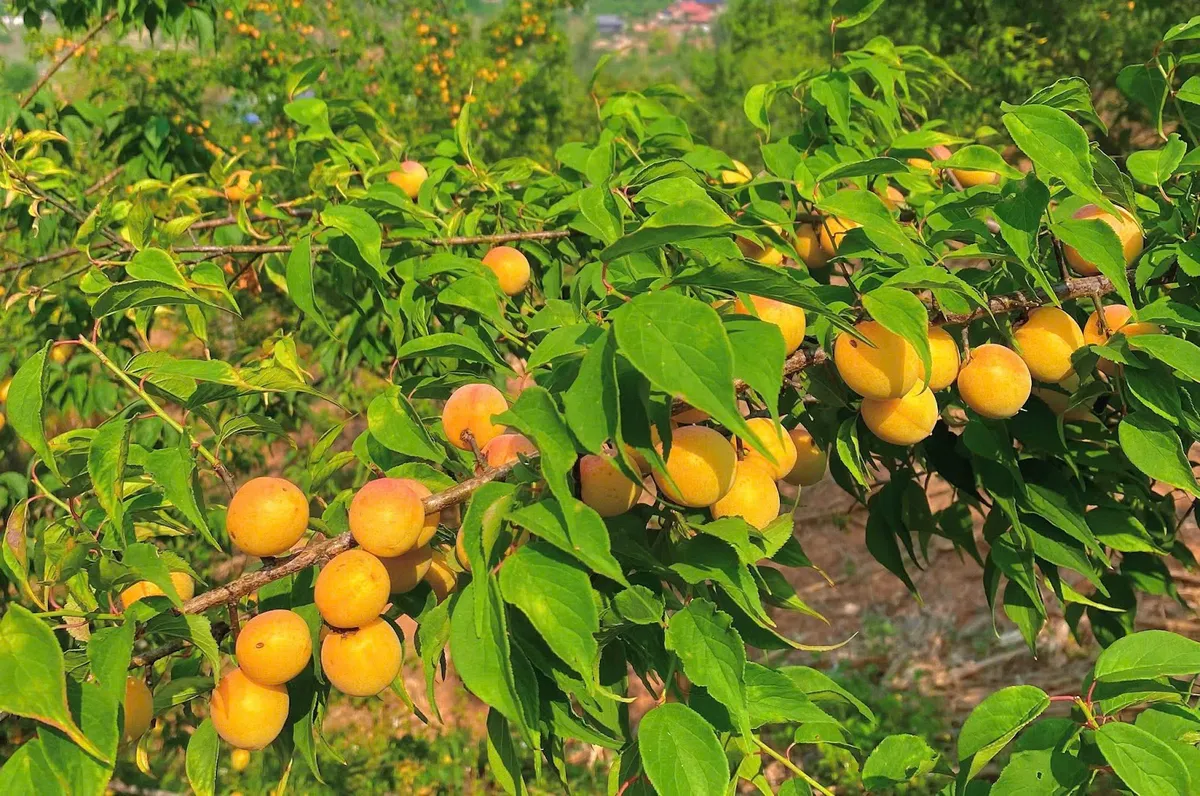 Mơ vàng vào mùa, dân Hà Thành “xếp hàng” chờ mua - Ảnh 1. Mơ vàng vào mùa, dân Hà Thành “xếp hàng” chờ mua - Ảnh 1.