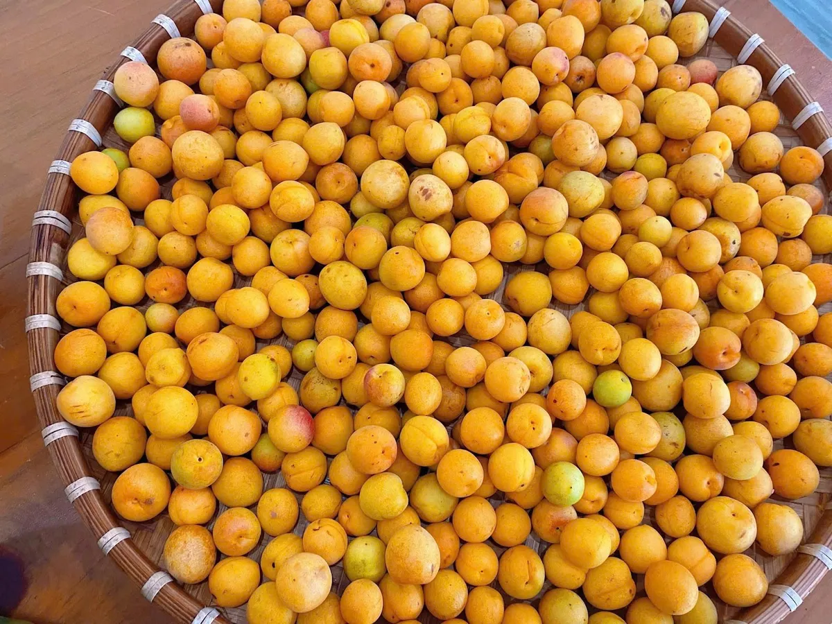 Mơ vàng vào mùa, dân Hà Thành “xếp hàng” chờ mua - Ảnh 3. Mơ vàng vào mùa, dân Hà Thành “xếp hàng” chờ mua - Ảnh 3.