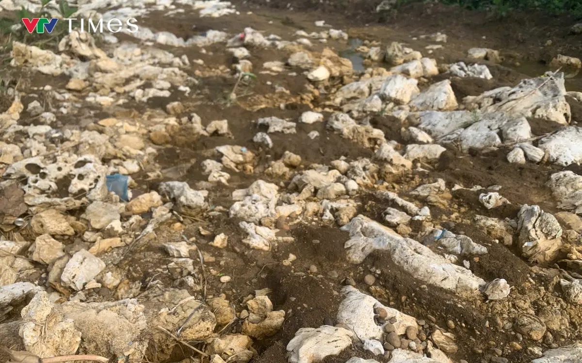 Nhiều diện tích ruộng người dân trơ lại đá sau trận mưa lũ đi qua