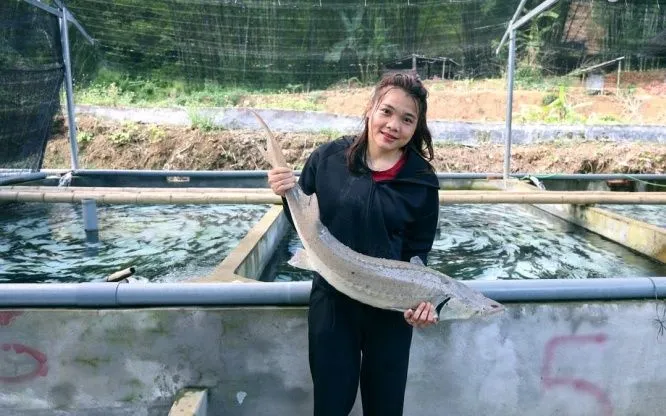 Lương Thị Lực – cô gái dân tộc Mường ở Quan Sơn (Thanh Hóa) đã khởi nghiệp thành công nhờ nuôi cá Tầm (ảnh Lê Dương)