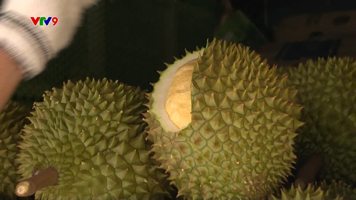 Mua sầu riêng thế nào cho hiệu quả