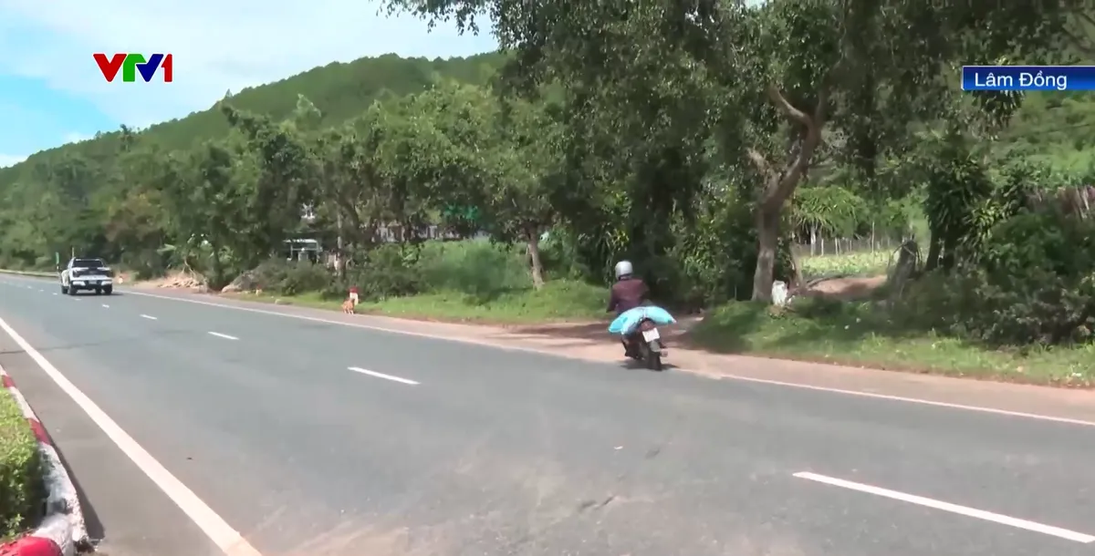 Nguy hiểm rình rập khi băng qua cao tốc Liên Khương - Prenn - Ảnh 1.
