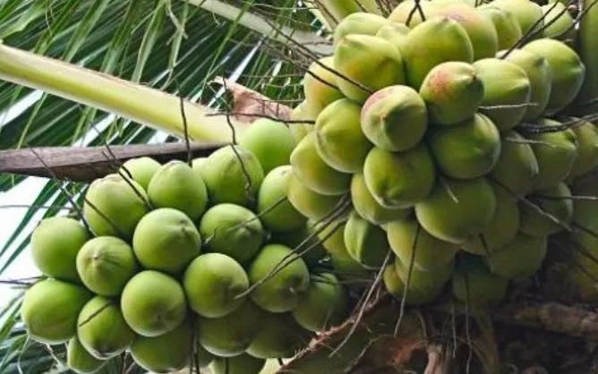 Năm nay thời tiết không thuận lợi, dừa bị mất mùa ở nhiều quốc gia Năm nay thời tiết không thuận lợi, dừa bị mất mùa ở nhiều quốc gia