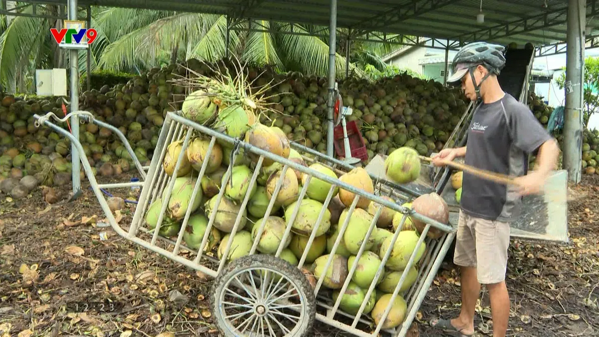 dừa sạch.jpg