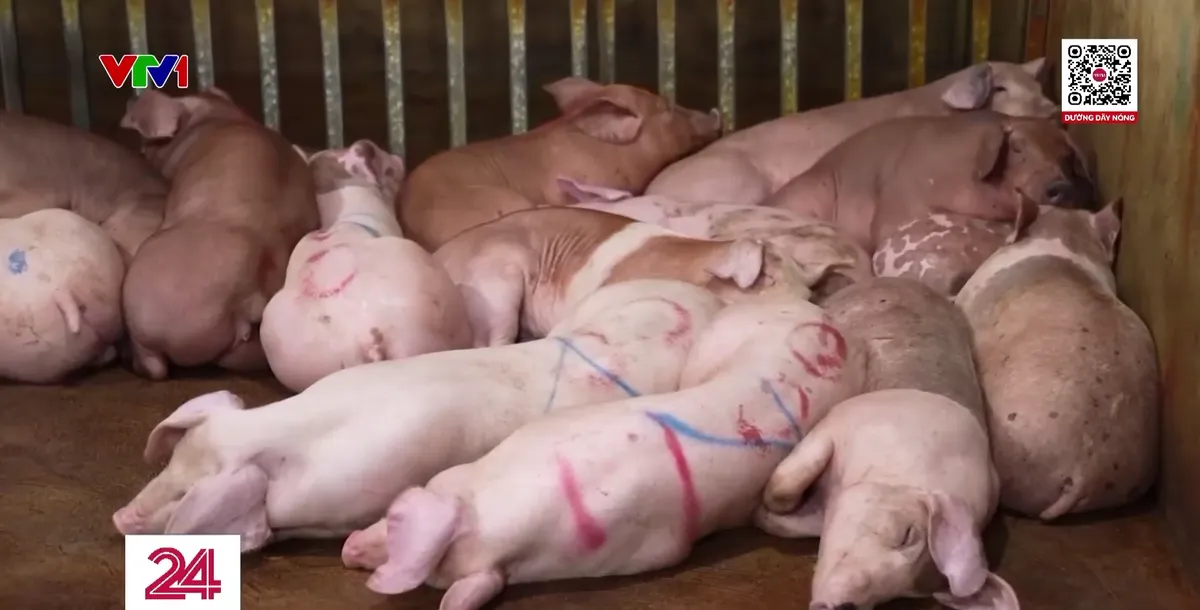 Khởi tố 3 đường d&acirc;y bu&ocirc;n b&aacute;n lợn bệnh, lợn chết- Ảnh 1.