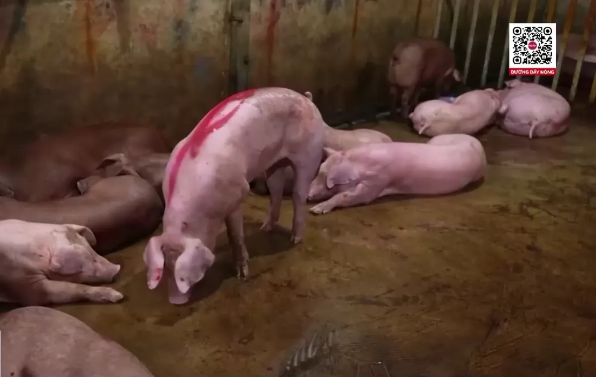Khởi tố 3 đường d&acirc;y bu&ocirc;n b&aacute;n lợn bệnh, lợn chết- Ảnh 4.