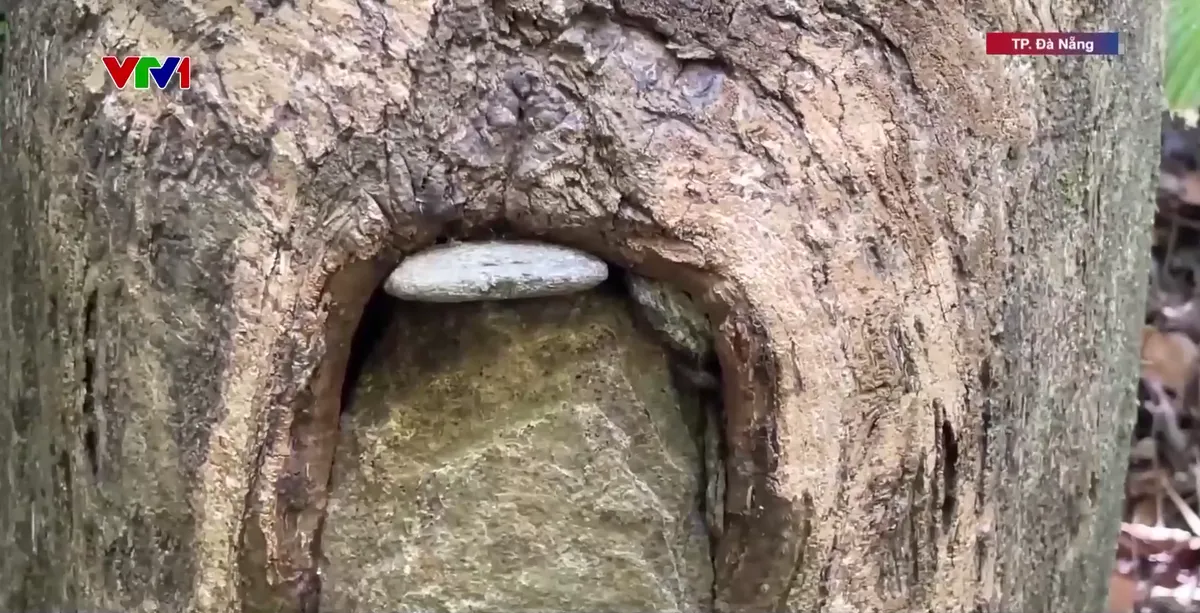 Làm tổ cho ong để giữ yên rừng già Trường Sơn - Ảnh 2.