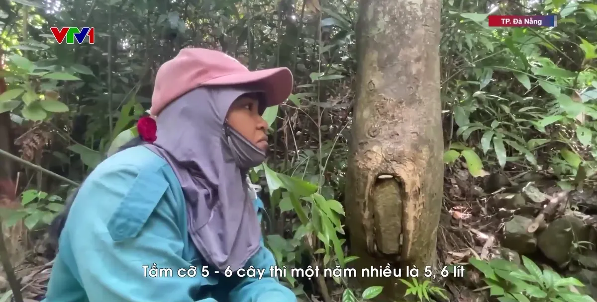 Làm tổ cho ong để giữ yên rừng già Trường Sơn - Ảnh 1.