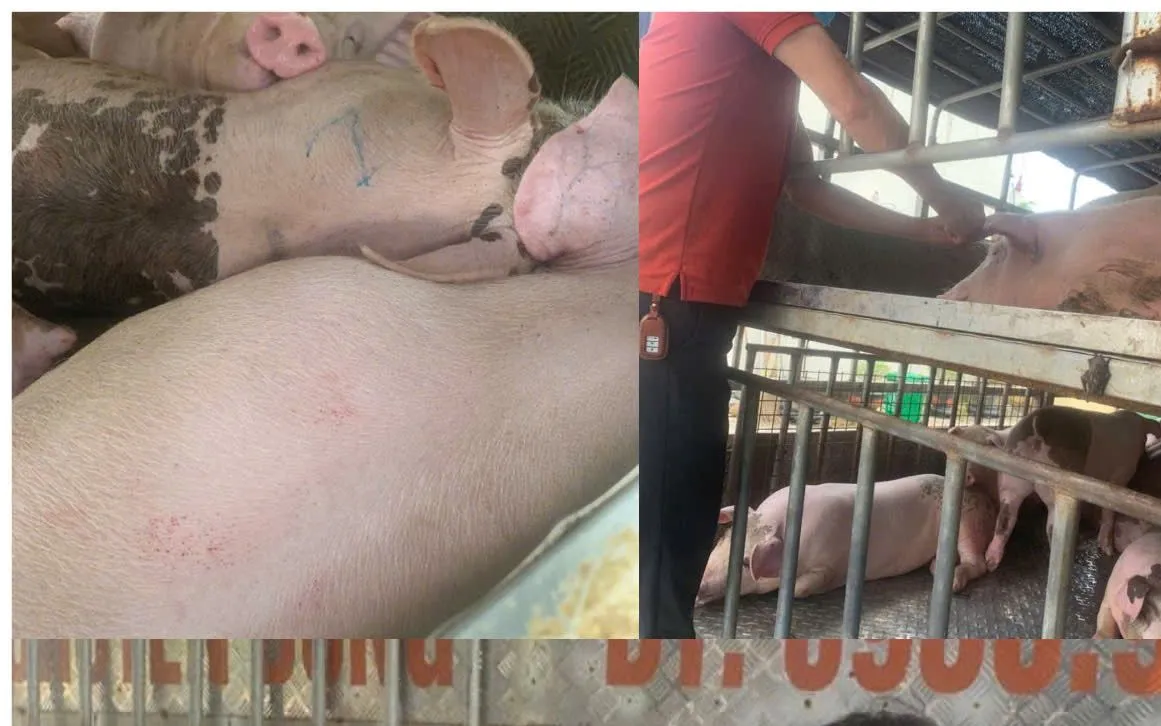 Phú Thọ phát hiện, ngăn chặn vận chuyển hơn 1,6 tấn lợn nhiễm dịch tả Châu Phi. Ảnh: Công an Phú Thọ.