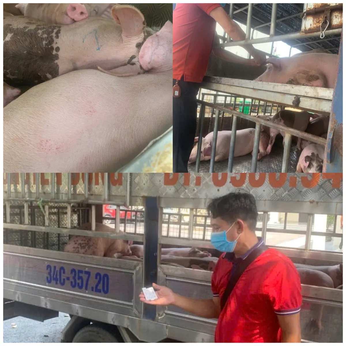 Phú Thọ: Phát hiện vận chuyển hơn 1,6 tấn lợn nhiễm dịch tả Châu Phi  - Ảnh 1.