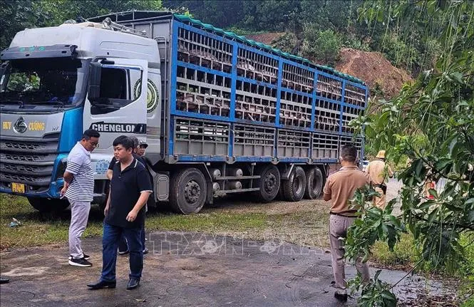 Phát hiện ngăn chặn và tiêu hủy 14 tấn lợn bị dịch tả Châu Phi - Ảnh 1.
