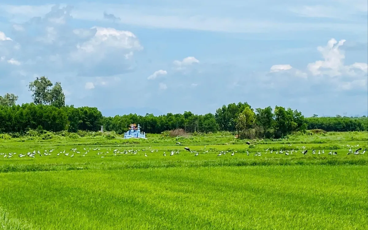 Đàn cò ốc với số lượng lớn đang kiếm ăn tại cánh đồng thôn Phú Ngạn, xã Hiếu Giang, tỉnh Quảng Trị Đàn cò ốc với số lượng lớn đang kiếm ăn tại cánh đồng thôn Phú Ngạn, xã Hiếu Giang, tỉnh Quảng Trị