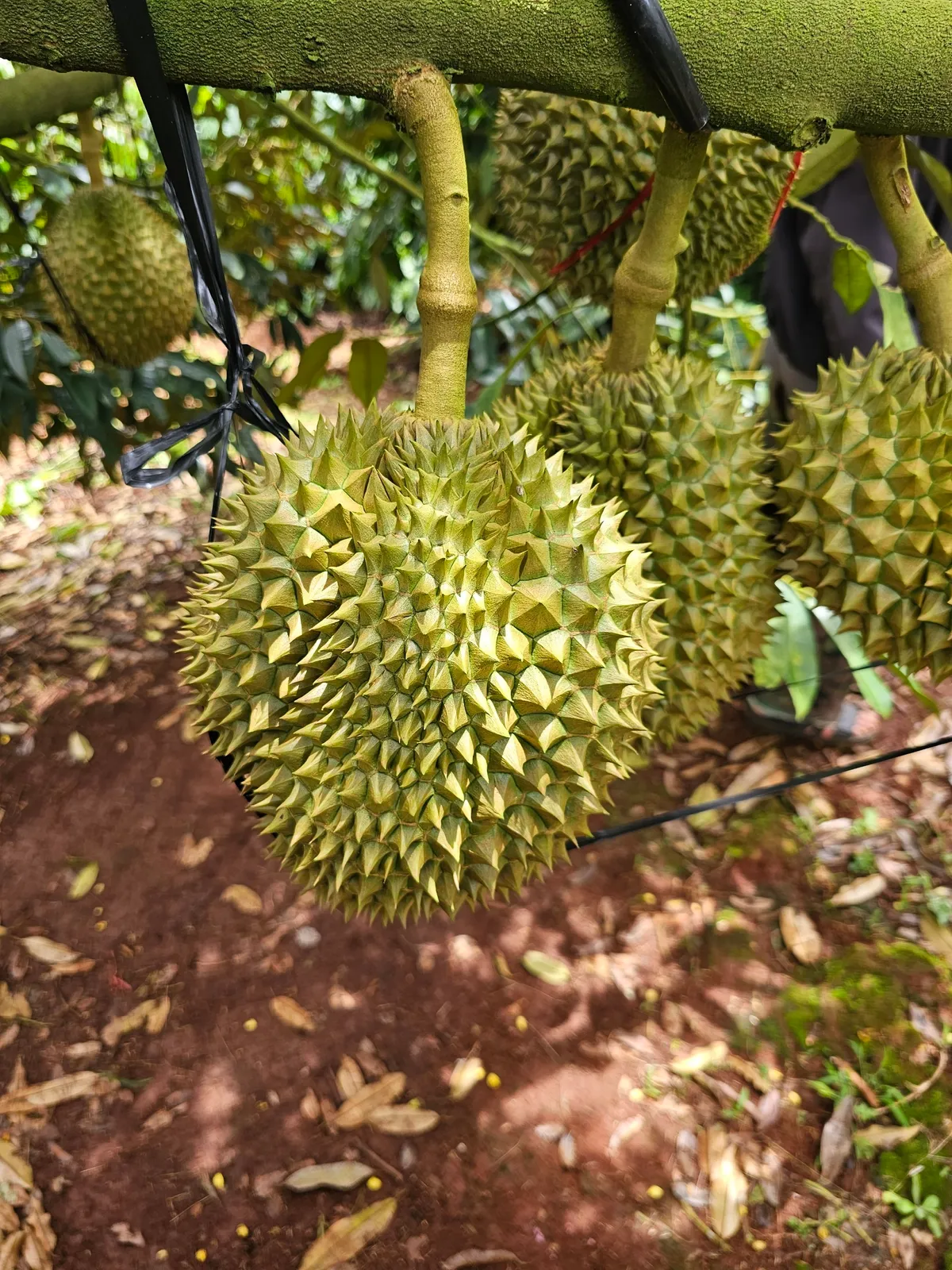 Giải pháp để nông nghiệp đạt mục tiêu xuất khẩu trên 60 tỷ USD - Ảnh 2.