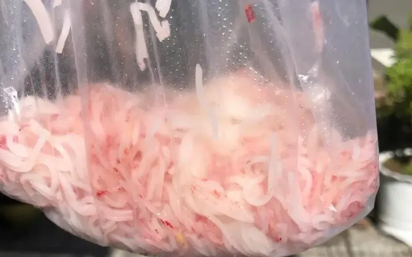 Bún đổi màu hồng đỏ sau khi người dân mua về và để từ sáng đến tối. Đến sáng hôm sau, toàn bộ bún chuyển màu đỏ. Ảnh: PLo Bún đổi màu hồng đỏ sau khi người dân mua về và để từ sáng đến tối. Đến sáng hôm sau, toàn bộ bún chuyển màu đỏ. Ảnh: PLo