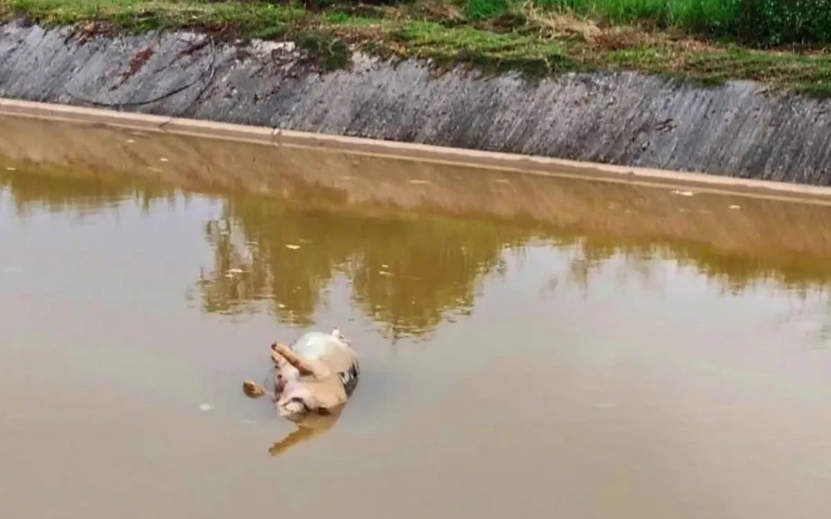 Người dân phát hiện lợn chết trôi trên kênh trong thời gian qua. Ảnh NDCC. Người dân phát hiện lợn chết trôi trên kênh trong thời gian qua. Ảnh NDCC.