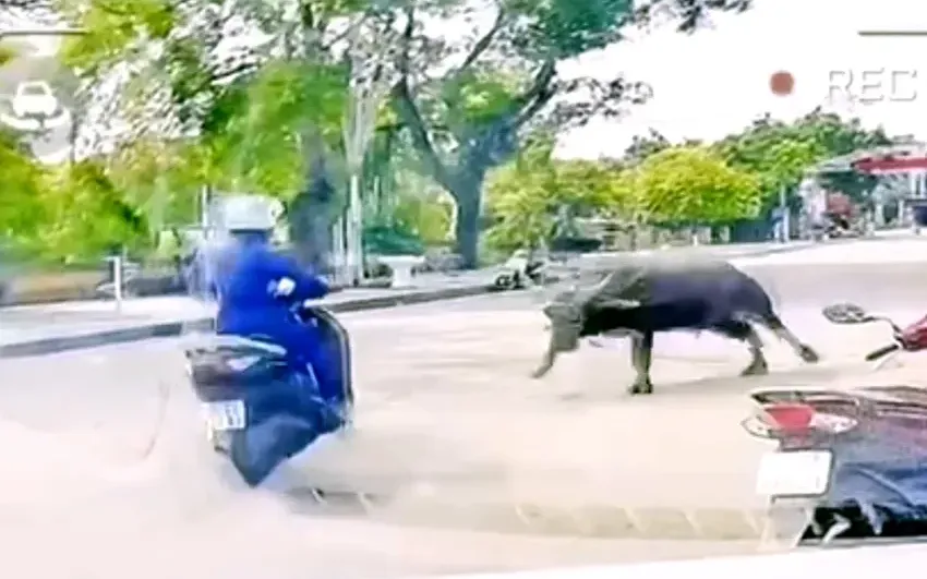Trâu "điên" húc thẳng vào xe máy người đi đường