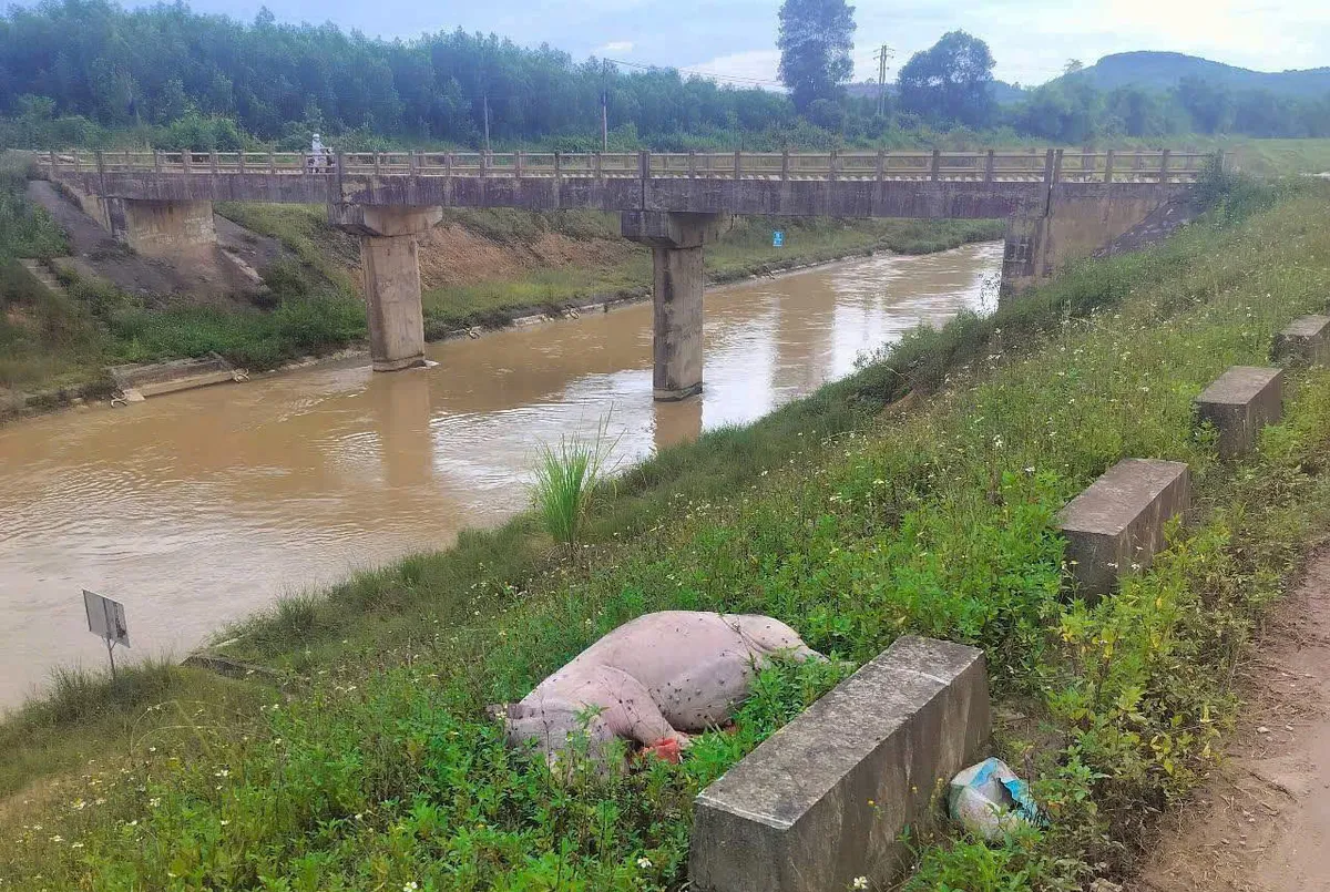 Nghệ An: Rùng rợn lợn chết dịch bị vứt ra sông, gây ô nhiễm môi trường nghiêm trọng - Ảnh 1.