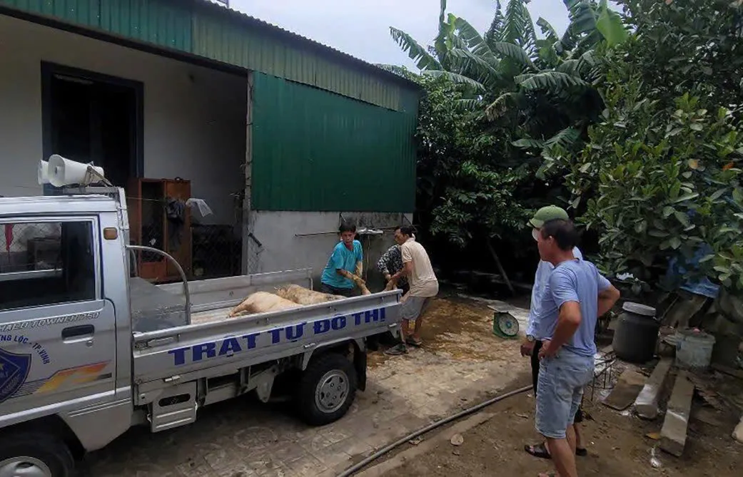 Nghệ An: Rùng rợn lợn chết dịch bị vứt ra sông, gây ô nhiễm môi trường nghiêm trọng - Ảnh 2.