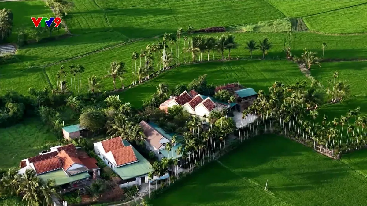 Ấn tượng phương Nam: Bình yên dưới bóng cau quê