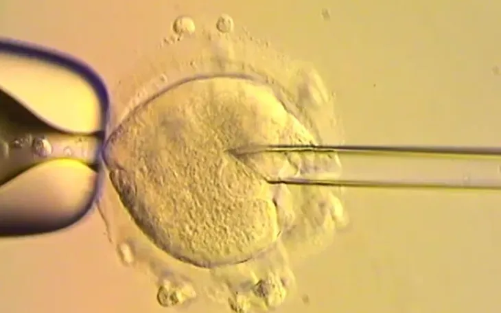 Liệu pháp hiến tặng ti thể tạo ra phôi từ DNA của ba người với mục đích ngăn ngừa trẻ em mắc các rối loạn di truyền không thể chữa khỏi. (Ảnh: Đại học Newcastle)