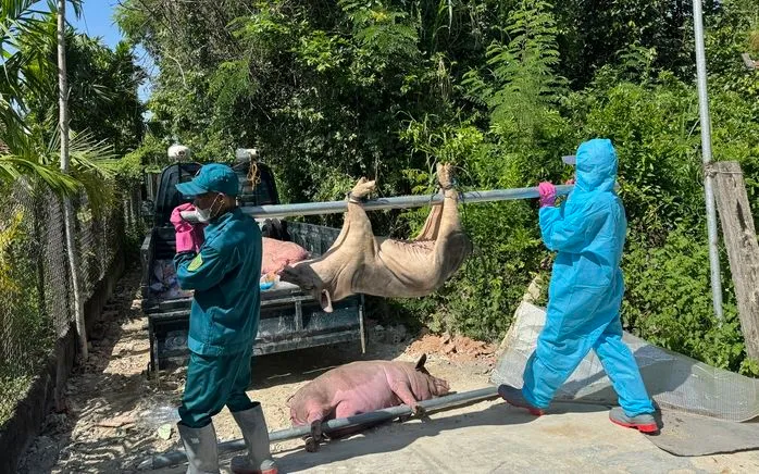 Lực lượng chức năng tỉnh Quảng Ngãi tiêu hủy lợn bệnh. (Ảnh: NLĐ) Lực lượng chức năng tỉnh Quảng Ngãi tiêu hủy lợn bệnh. (Ảnh: NLĐ)