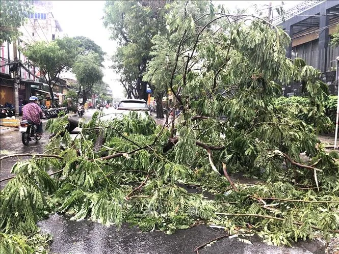 TP Hồ Chí Minh: Mưa to, gió giật mạnh khiến cây xanh gãy đổ hàng loạt - Ảnh 3.